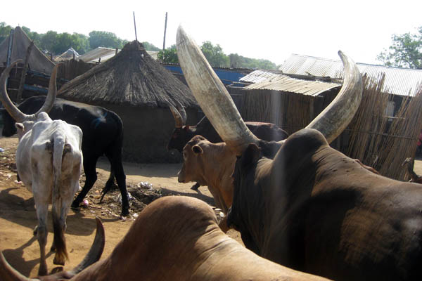 Cattle in Juba